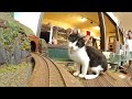 2024年6月の土曜日！貴方はこの動画の最初のシーンで睨めっこしてください。