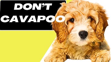 7 Reasons You SHOULD NOT Get a Cavapoo