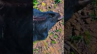 Black Bear 🐨 Died due to Electric Current 😢 #bear #animals #unfortunately #electricity #current