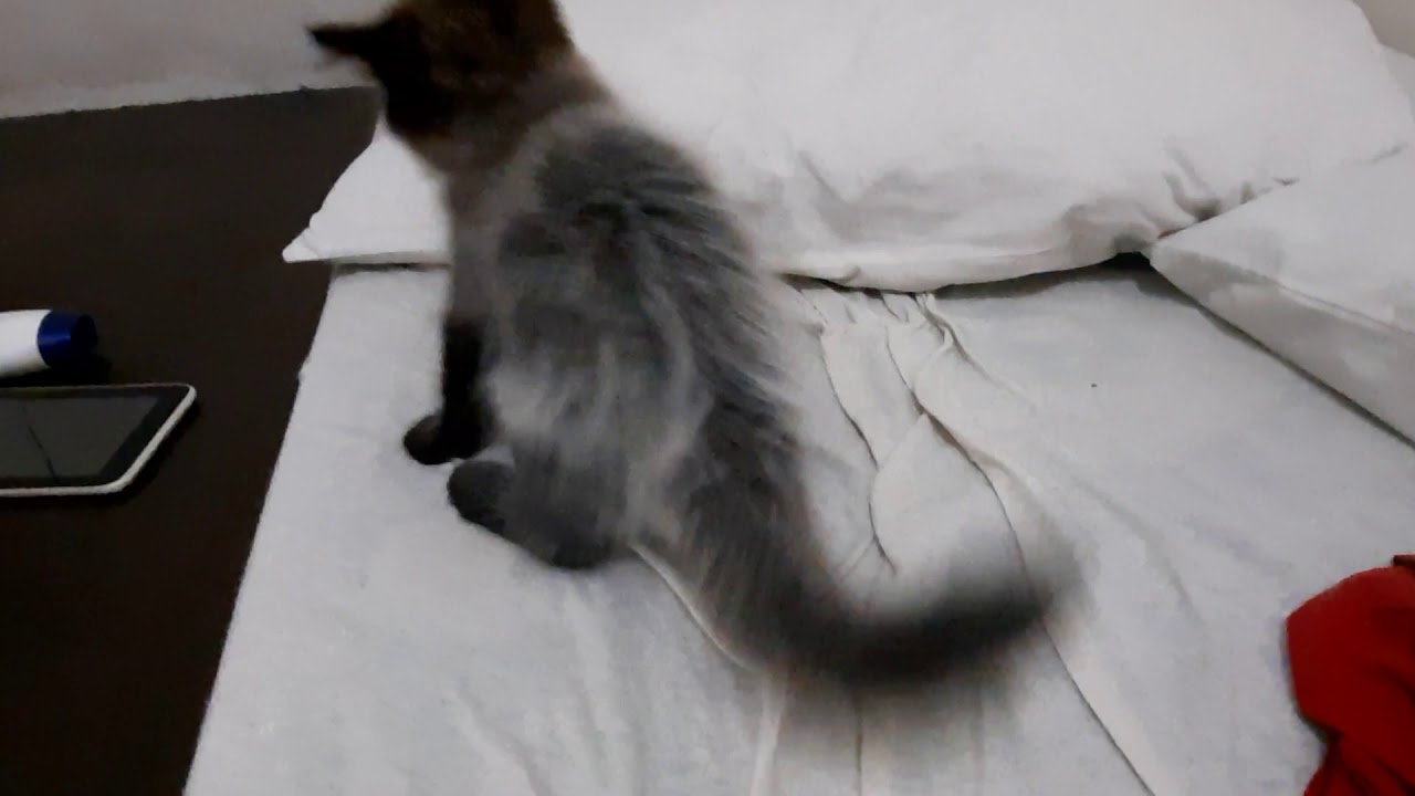 cute kittens playing in my bed subscribetoepifaniavillamor cats cutekittens YouTube