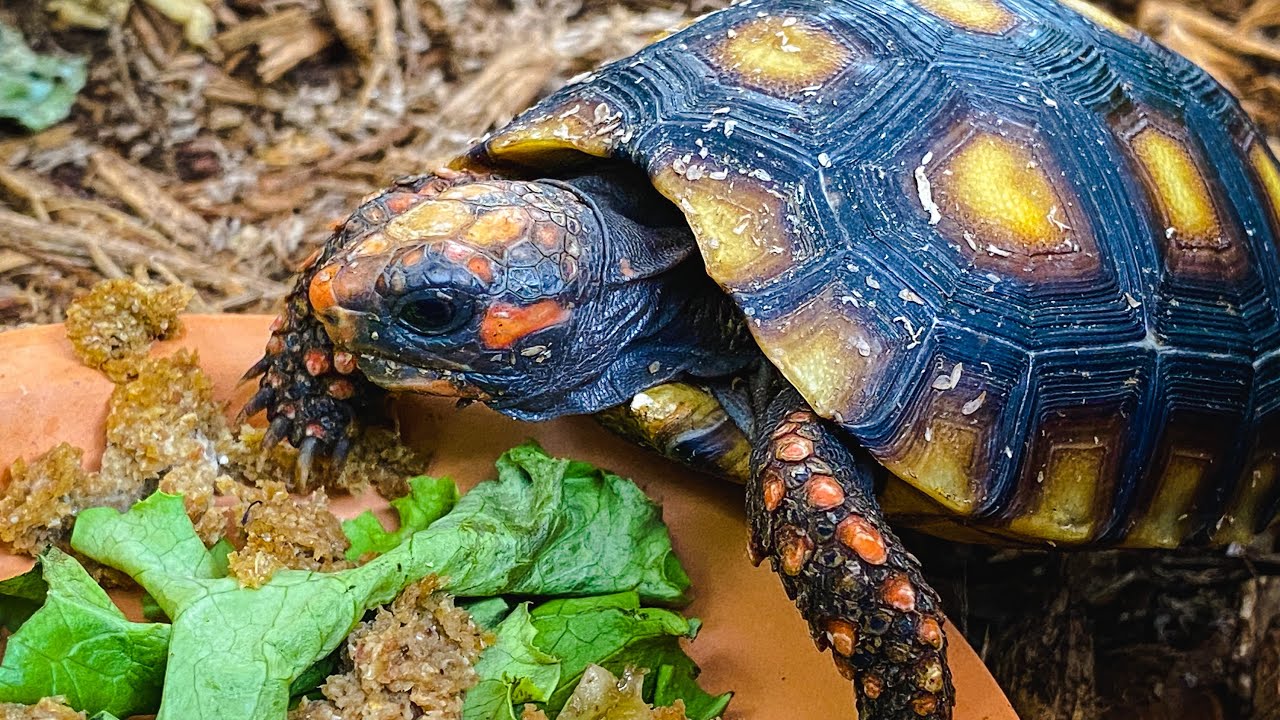 Feeding Young Tortoises!! Redfoot and Leopard Tortoises