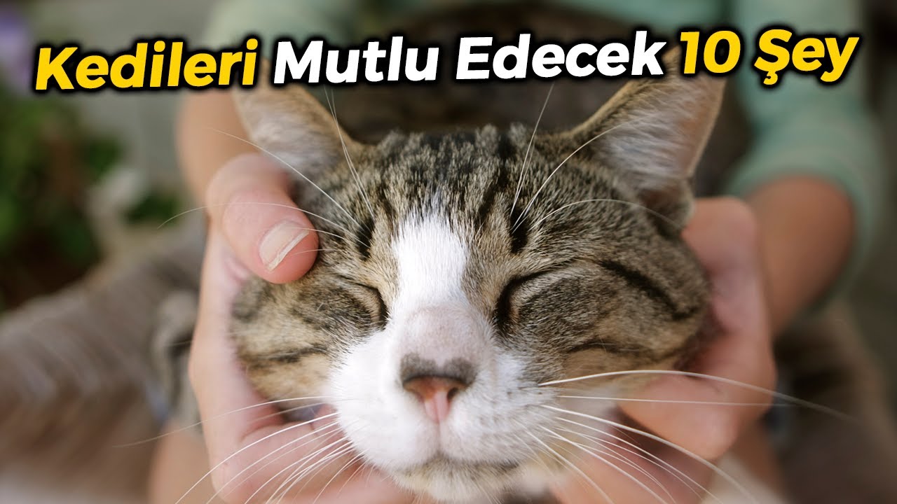 Kedilerde Mantar Hastaligi Kedi Mantar Tedavisi Ve Onlenmesi Youtube