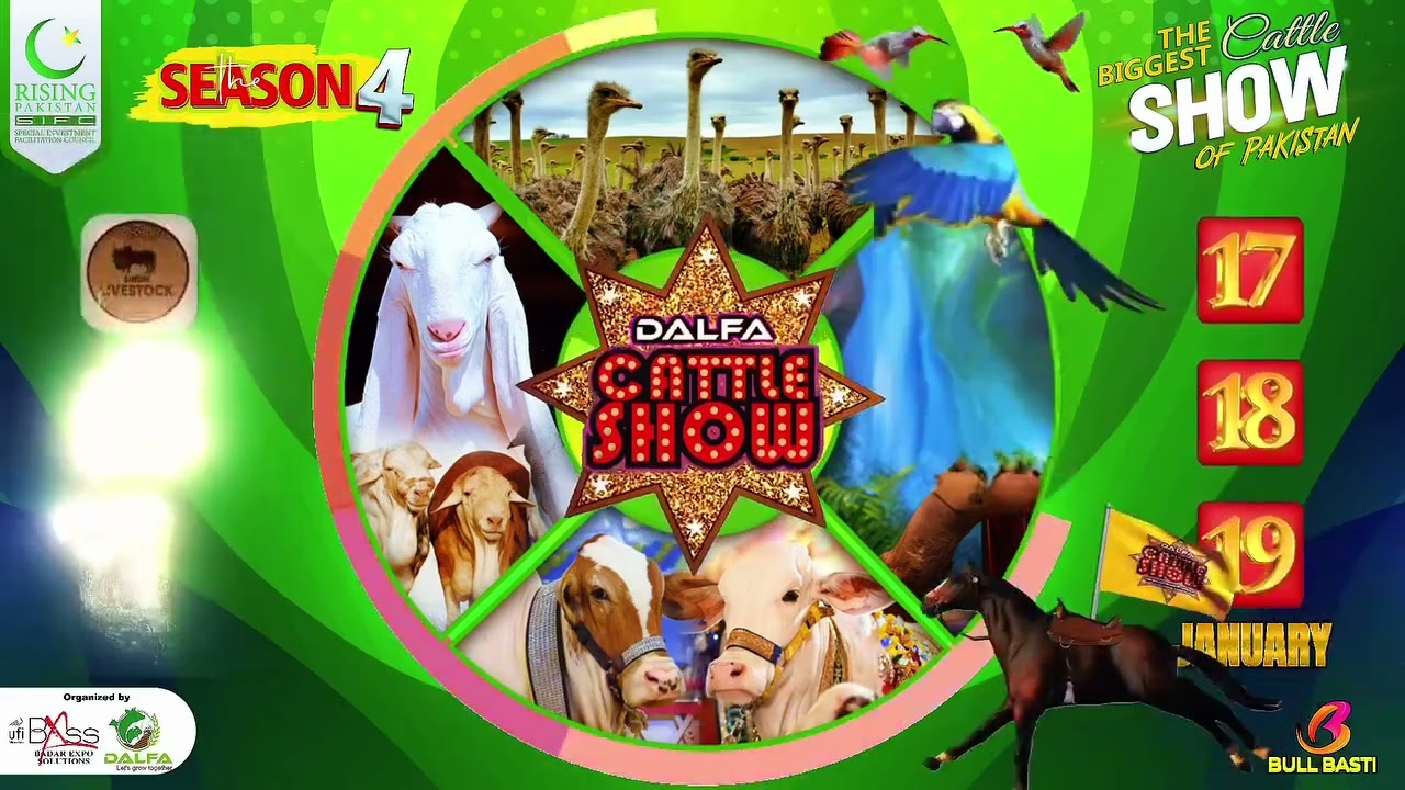 Get ready for an unforgettable experience at the Dalfa Cattle Show Season 4! 🐄🌾