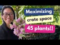 Growing snapdragons in crates with lilies