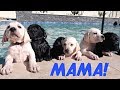 LABRADOR MOM TEACHES HER PUPPIES TO SWIM!