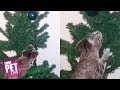 Cats vs Christmas Trees | Funny Cat Videos 2018 | That Pet Life