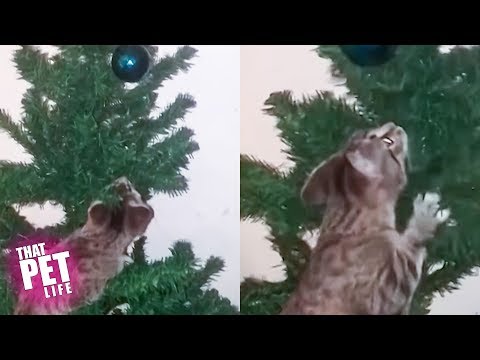 cats-vs-christmas-trees-|-funny-cat-videos-2018-|-that-pet-life