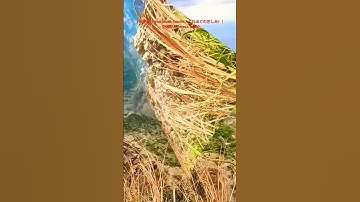 Thumbnail of ［幾多愁（How Much Sorrow / どれほどの悲しみ）］~鄧麗君（Teresa Teng）/ 茶壺山步道（Teapot Mountain Trail） #幸福之歌 #travel