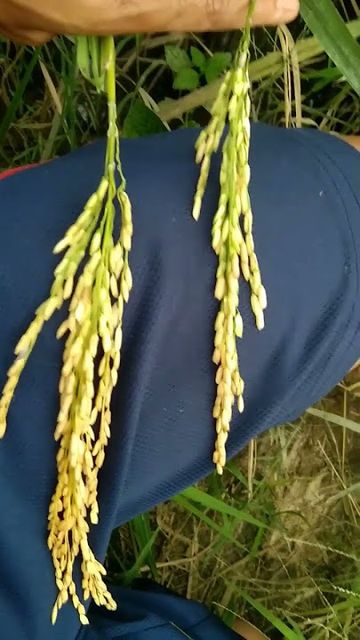 padi inpari 32 mix chiherang