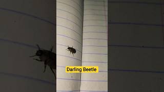 Darling Beetle #agriculture #entomology
