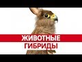 НЕОБЫЧНЫЕ ЖИВОТНЫЕ. Странные гибриды животных!