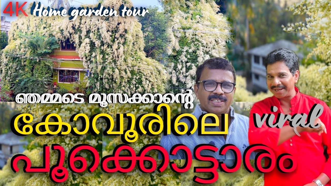 മ്മടെ മൂസക്കായും(മറിമായം,m80മൂസ.വിനോദ് കോവൂർ) മനോജേട്ടനും പിന്നെ മണിമുല്ലയും.Manimulla festival🍃🥰🍃