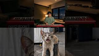 Cat Singing Like a Human (Real Voice!) HAHA #catsinging #catremix
