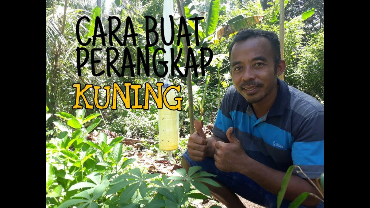 Cara Buat Perangkap Kuning (untuk Tungau dan Kutu pada ...