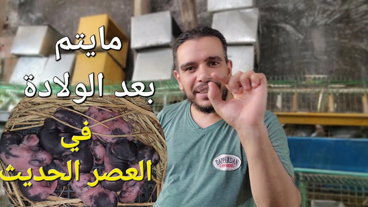 مايتم بعد الولادة في العصر الحديث للارانب