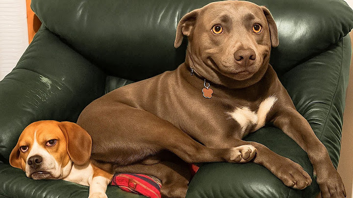 Los videos de animales más divertidos de 2025 😂 Las mascotas más juguetonas y adorables