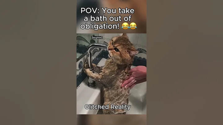 Video 11836341: bath cat funnycats, cat bathing reaction, beautiful cat bathing, cat bathing funny