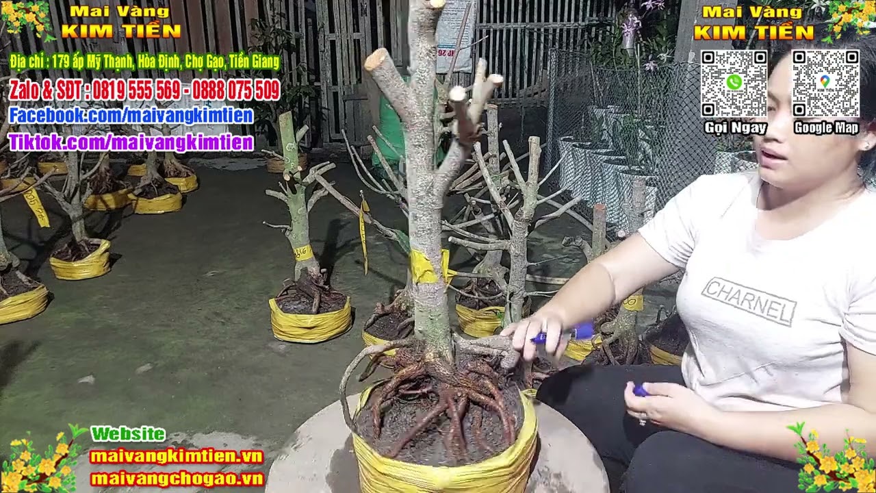 Phôi Mai Thủ Đức Giá Rẻ Bao Ship Bao Sống Toàn Quốc - Mai Vàng Kim Tiền Chợ Gạo