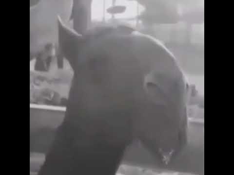 Ecco2K meme - YouTube