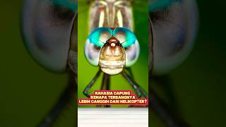 Rahasia Capung: Kenapa Terbangnya Lebih Canggih dari Helikopter? #shorts #rahasiacapung #faktaunik