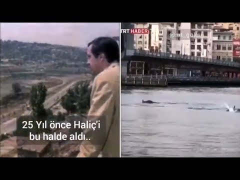 Video: Moskova'da Yunuslarla Nerede Yüzebilirsiniz?