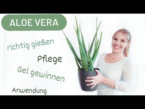 Video: Wie Wässert Man Aloe? Wie Oft Sollte Man Im Winter Gießen? Wie Gießt Man Eine Blume Zu Hause Richtig?