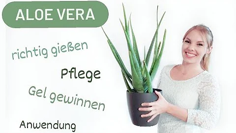 In welchem Land wächst Aloe Vera?