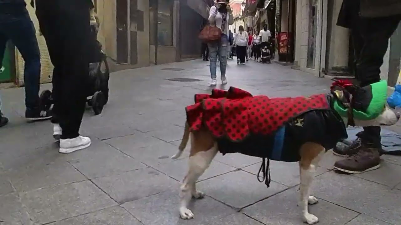 Flamenco Dog