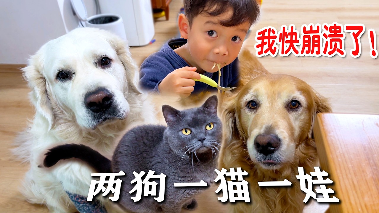 老婆出差，留下我照顾两狗一猫一娃，这是要我命啊...