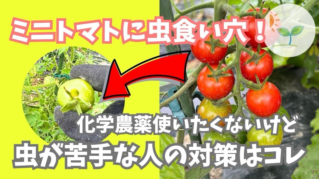 Protecting Cherry Tomatoes from Pests] Holes in the Fruit Are