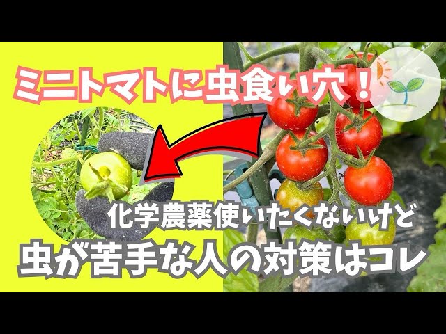 トマト Precious10点 Protecting Cherry Tomatoes from Pests] Holes in the Fruit Are