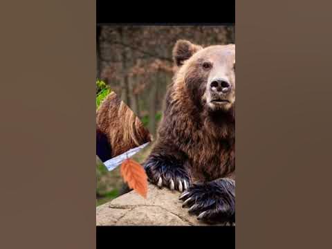 Медведик грізлі🐻 - YouTube