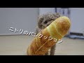 ニトリの食パン&クロワッサンクッションを試してみた｜トイプードルのチャチャ丸