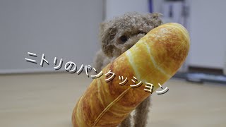 ニトリの食パン&クロワッサンクッションを試してみた｜トイプードルのチャチャ丸