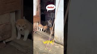 Mấy em Cún Con trông nhà cho Sen nha 😅