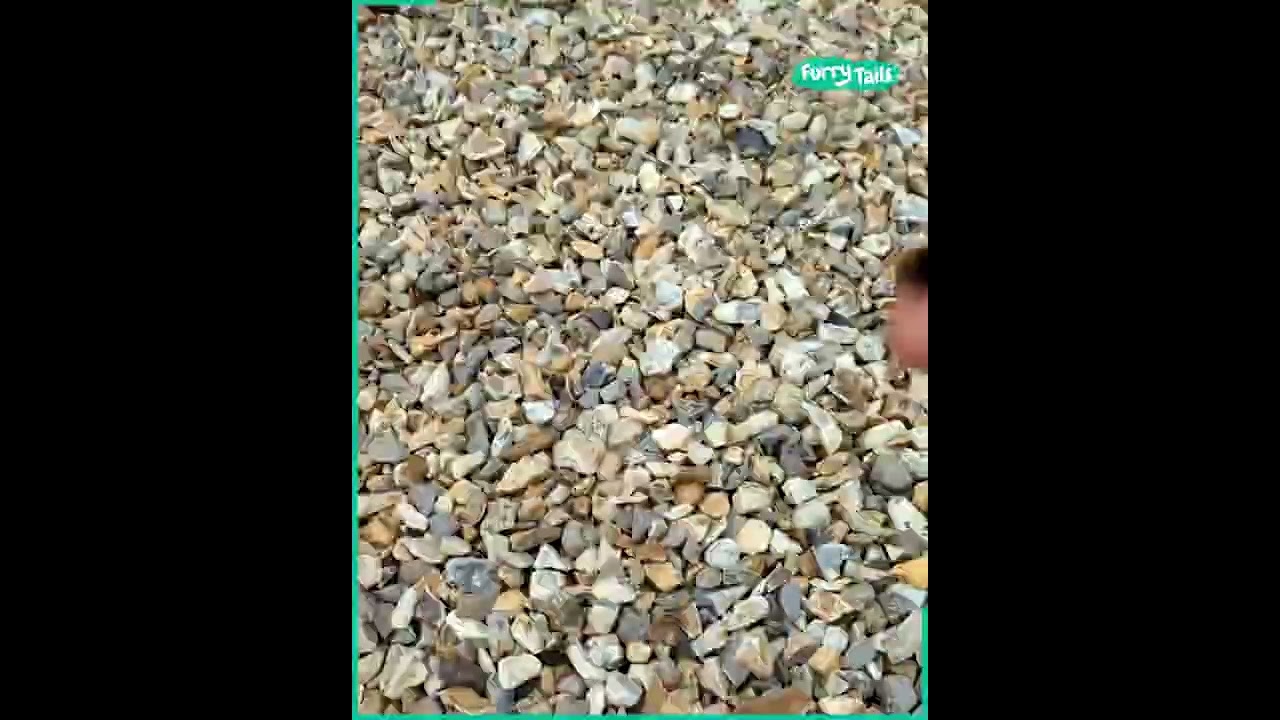 Not all heroes wear caps.Saving Animals from heat wave. 