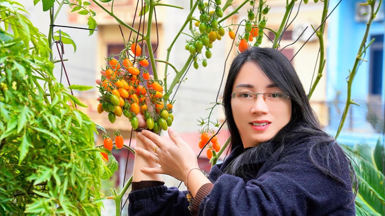 Grow Tomatoes at Home from a Single Fruit | Complete Seed to Harvest Guide