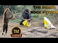 Indian rock python release #viral # release # python #viral #rescue
