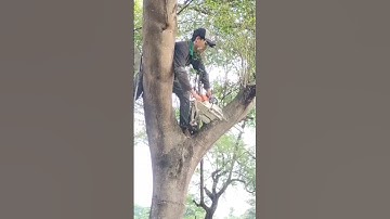 best skills chainsaw Woodworking project large tree felling #shortvideo #treecutting #chainsaw