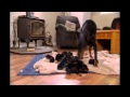 NY Dobermans - birth to new homes