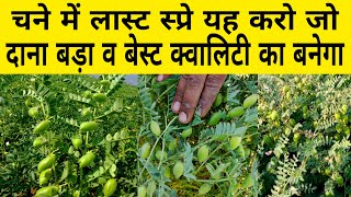 चने में दाने का आकार व क्वालिटी बढ़ाने के लिए यह स्प्रे करें | Chane ki kheti | Chana ki kheti | npk