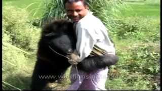 Sloth Bear wrestles its own handler!