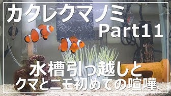 カクレクマノミ Youtube