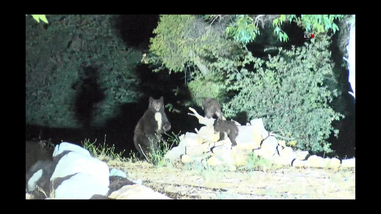 Momma Bear & Two Cubs at Apple Fire Night 3 / Oak Glen 8.3.20 - YouTube