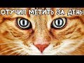 100% рабочий способ отучить кота метить территорию дома! Как отучить кота метить территорию?