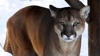 Utah sees spike in cougar sightings
