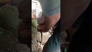 Coconut Husking by Hand #coconutprocessing #satisfying #coconuthusking #coconutindustry #asmr