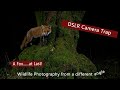 DSLR Camera trap - A Fox....at Last!