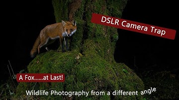 DSLR Camera trap - A Fox....at Last!