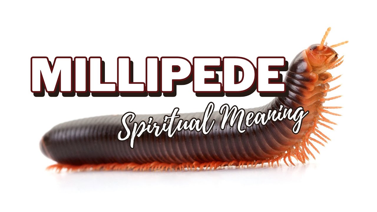 Millipedes Spiritual Meaning YouTube